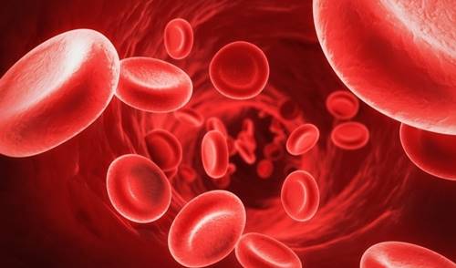 fungsi darah bagi tubuh manusia