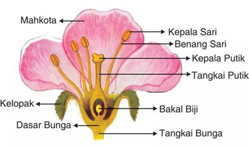 bagian-bagian bunga dan fungsinya