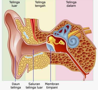 bagian-bagian telinga dan fungsinya