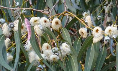 5000 Koleksi Gambar Flora Asiatis Peralihan Dan Australis Gratis Terbaru