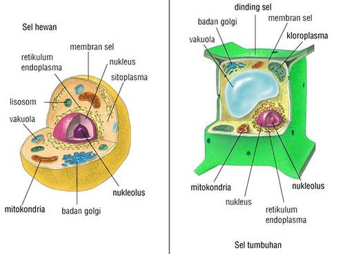 perbedaan sel tumbuhan dan sel hewan