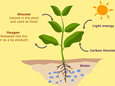 manfaat energi matahari bagi tumbuhan