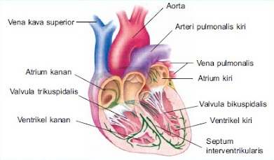Fungsi otot jantung bagi manusia adalah