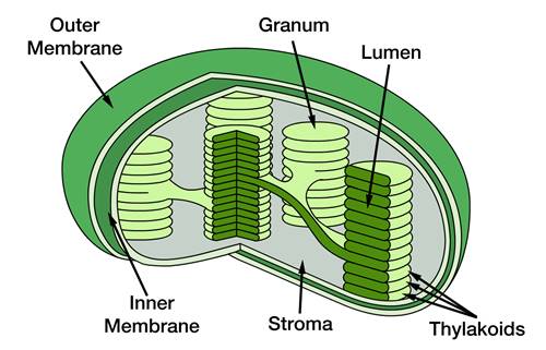 fungsi kloroplas pada sel tumbuhan