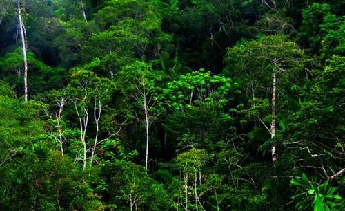 manfaat hutan bagi kehidupan manusia