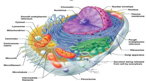 badan golgi merupakan bagian dari sel yang memiliki fungsi
