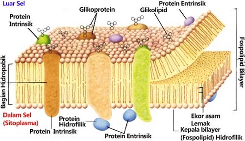 fungsi membran sel