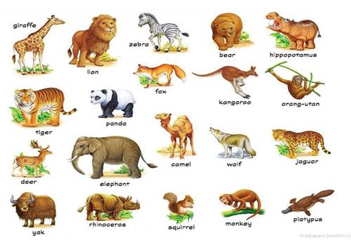 nama-nama hewan dalam bahasa inggris