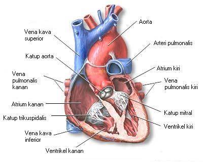 bagian-bagian jantung